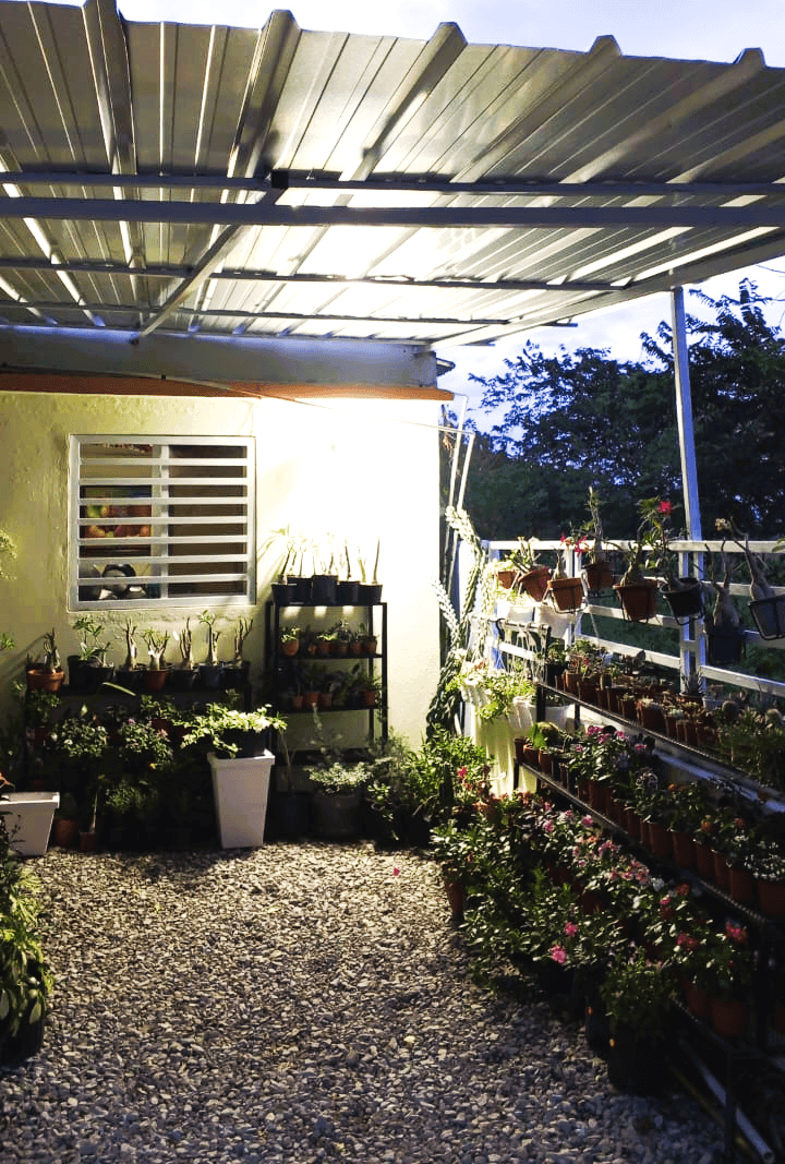 Cultivos en el vivero
