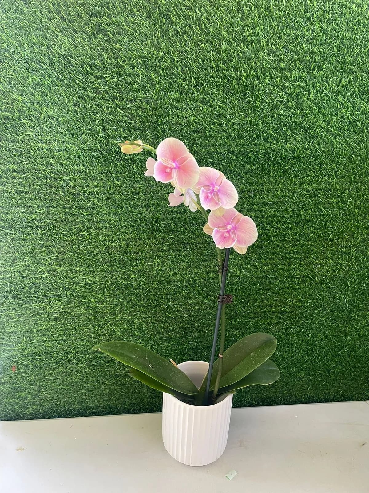Orquidea Phalaenopsis pastel