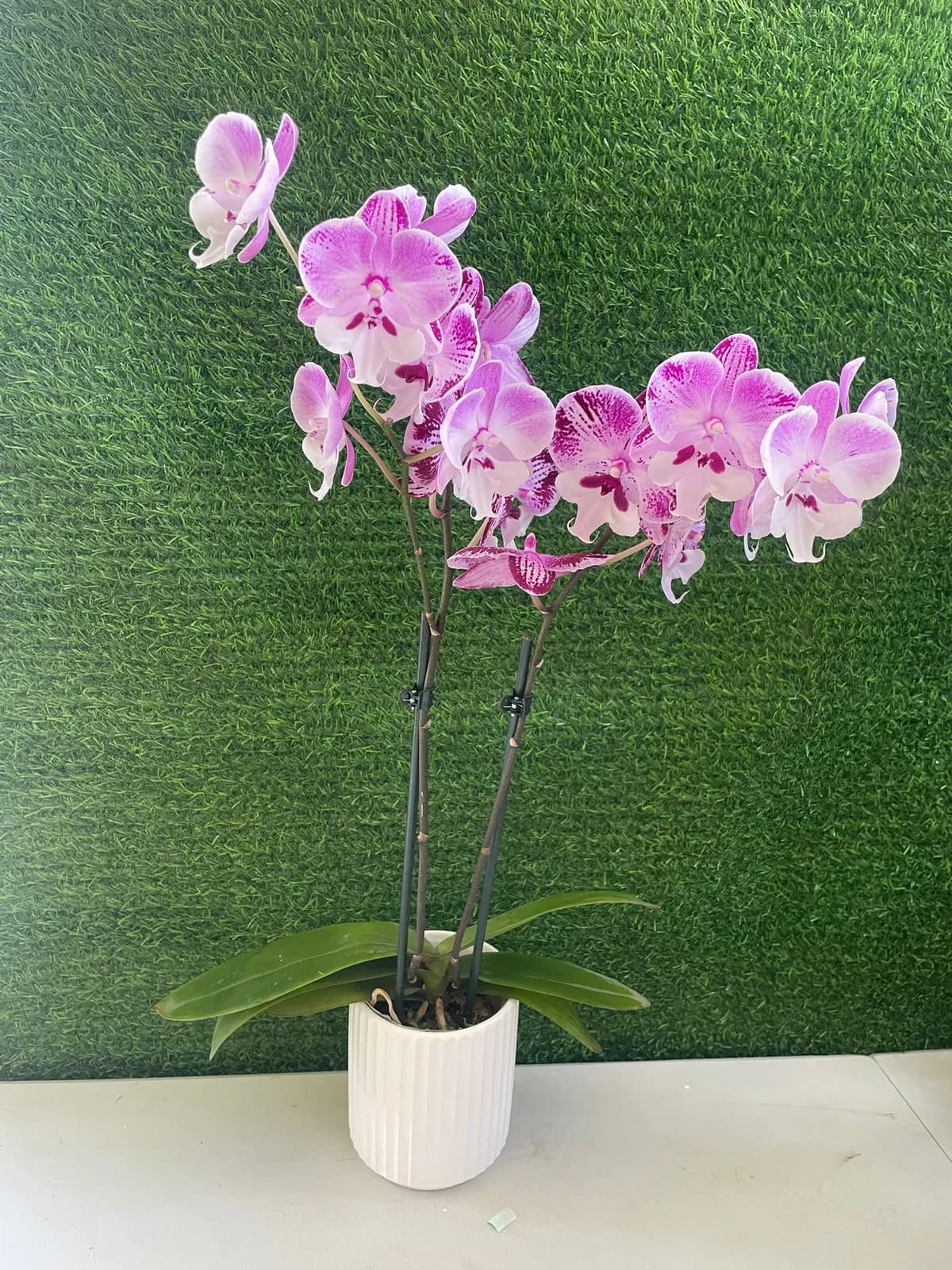Orquidea