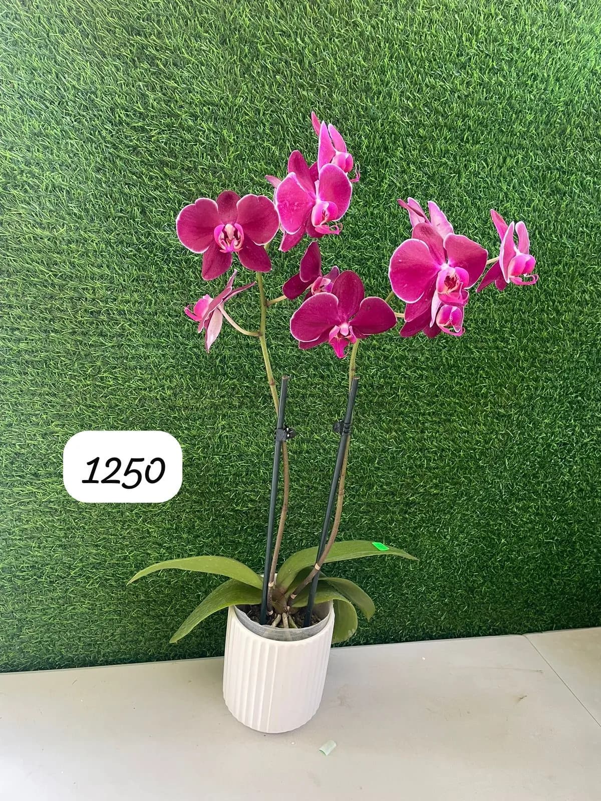 Orquidea Phalaenopsis Rosado fucsias