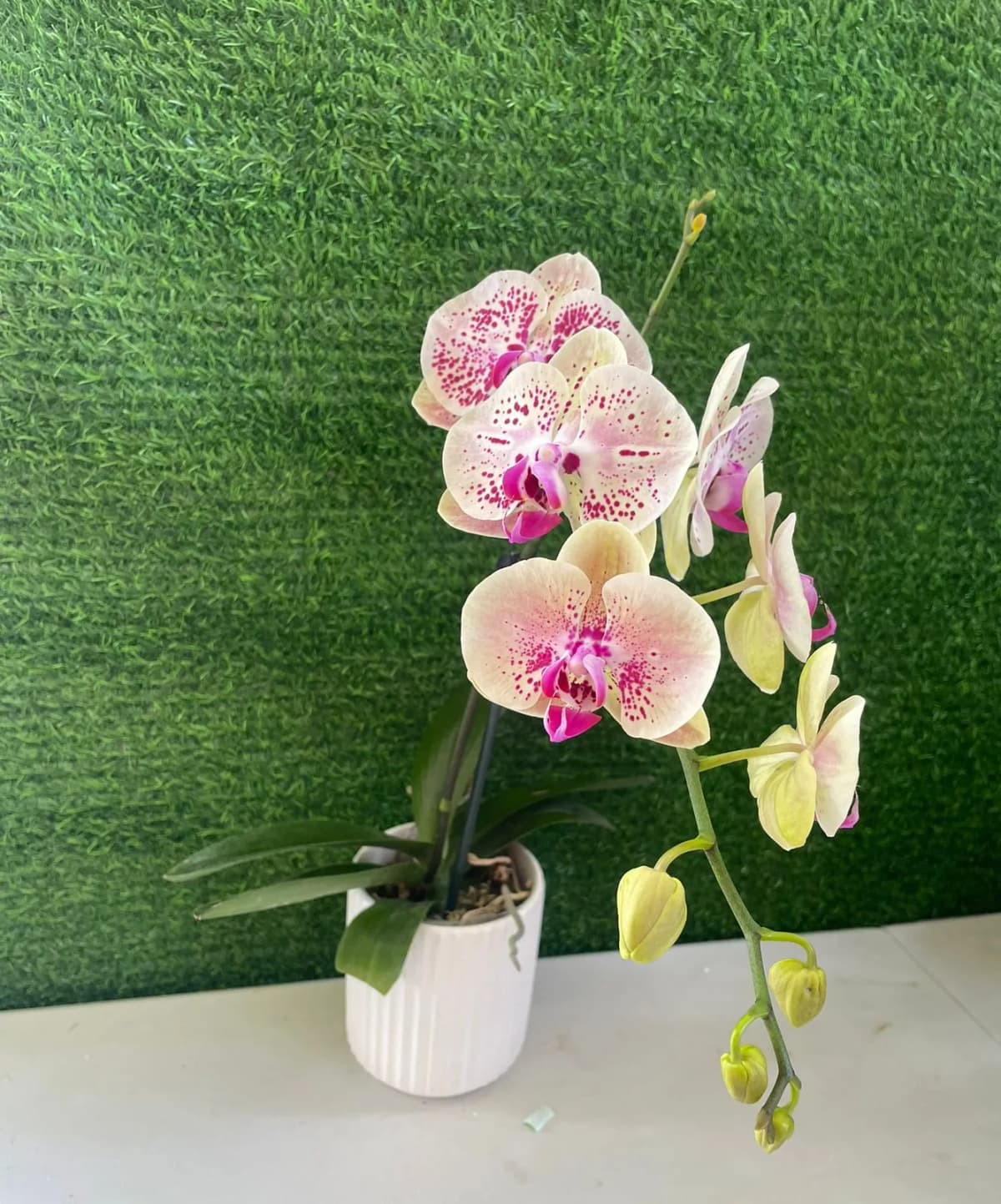 Orquidea Phalaenopsis