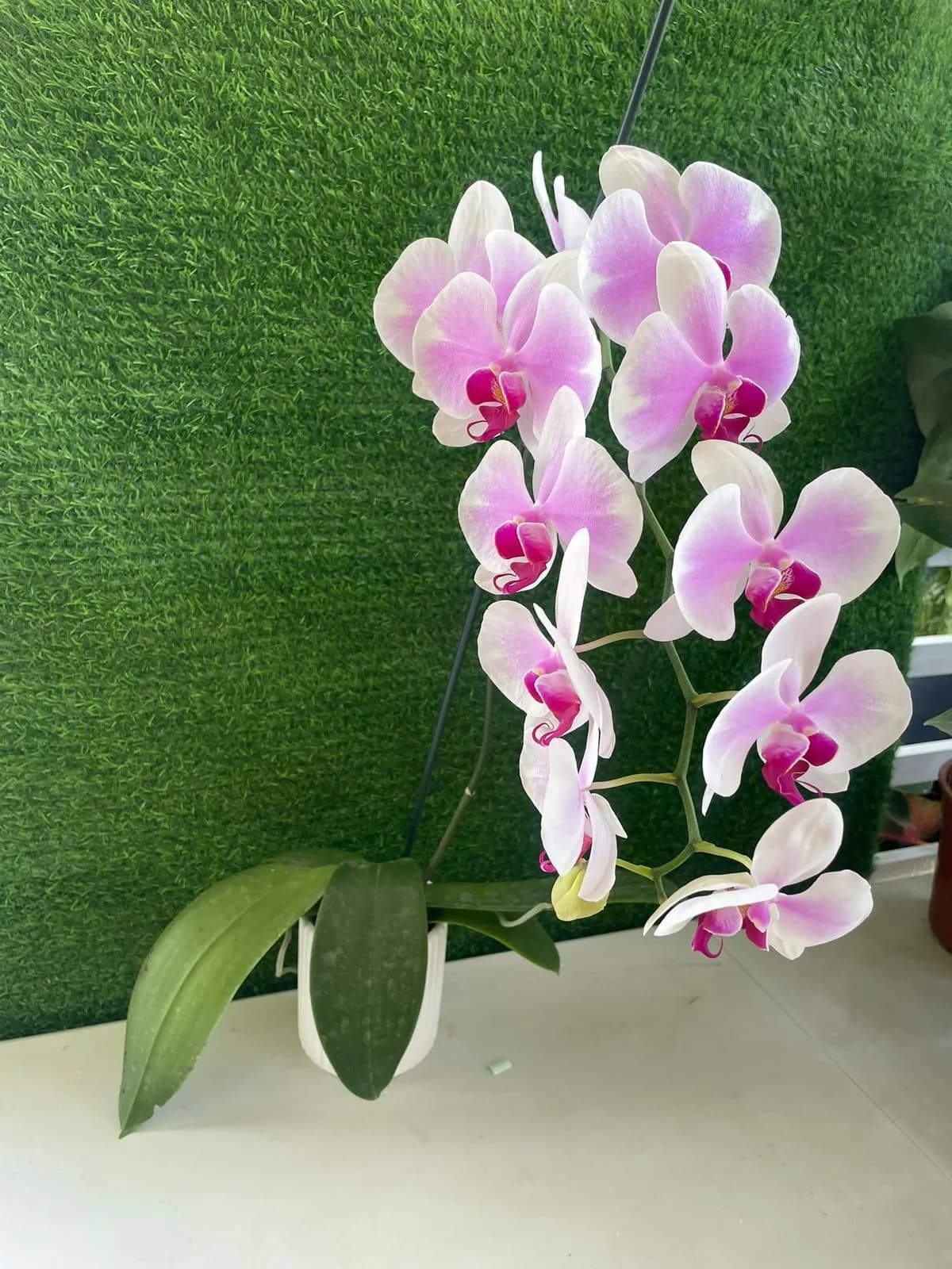 Orquidea Phalaenopsis blanco a rosa
