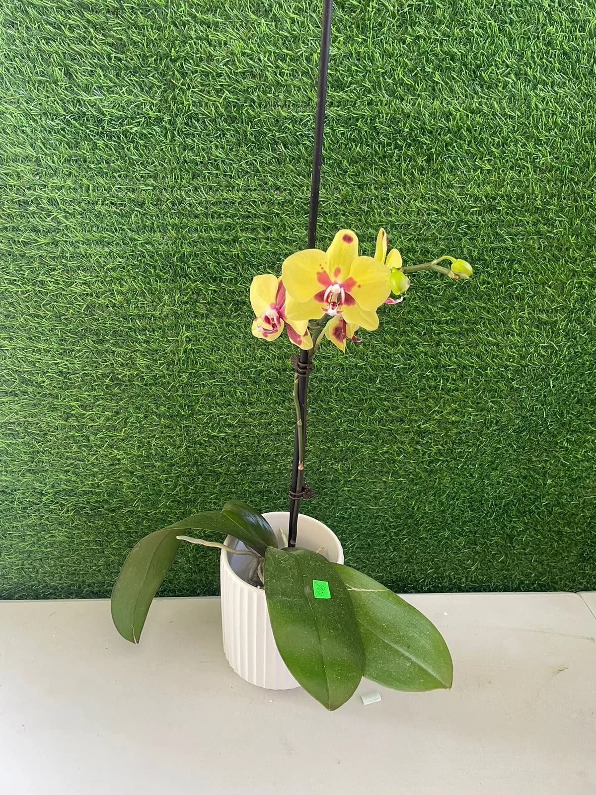 Orquidea Phalaenopsis Amarillo Vivo