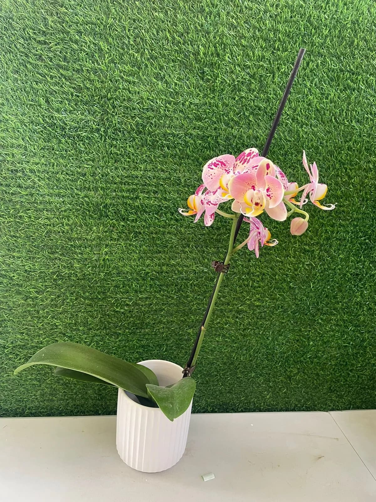 Orquidea Phalaenopsis Mariposa