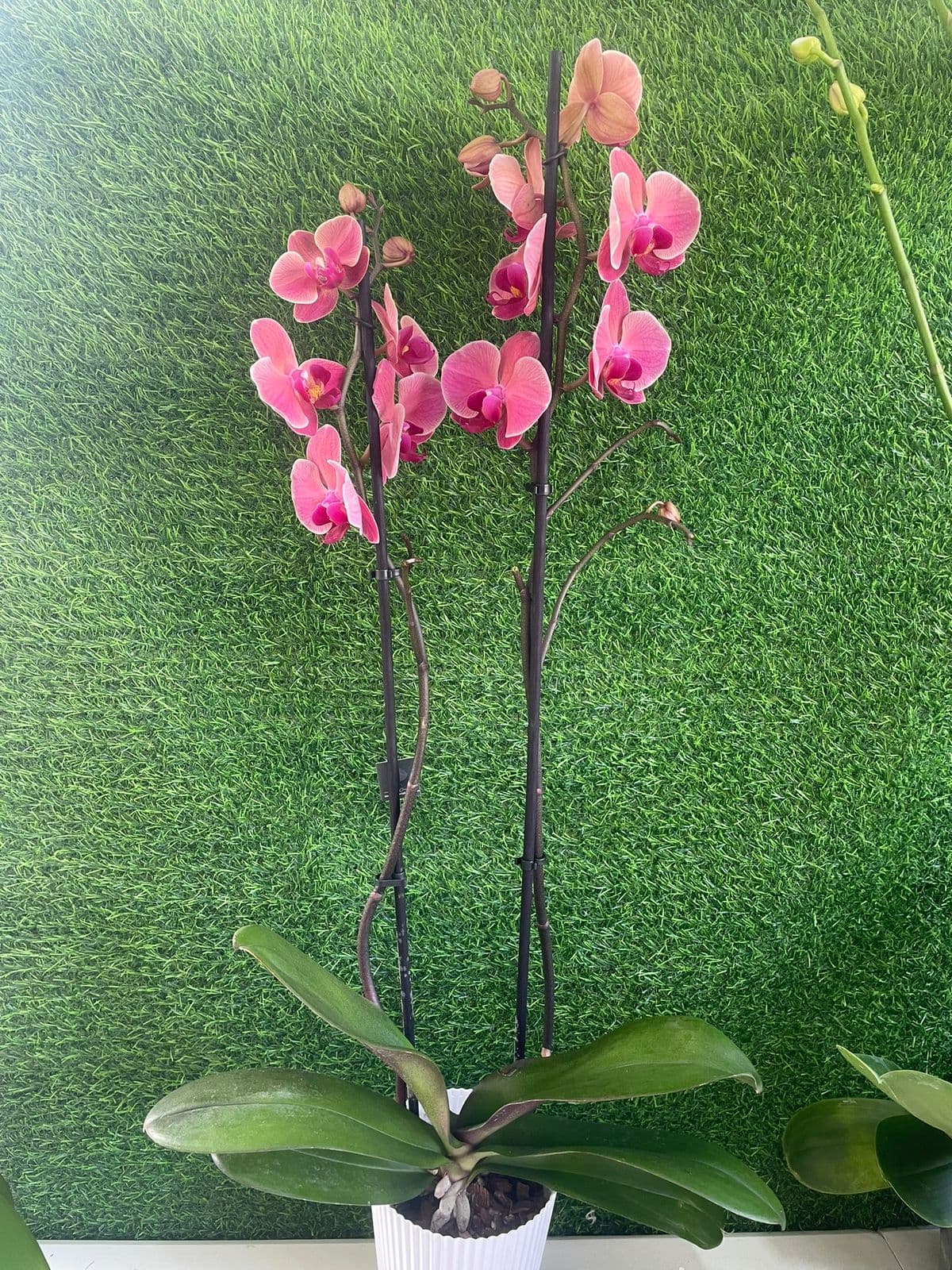Orquidea Phalaenopsis durazno intenso