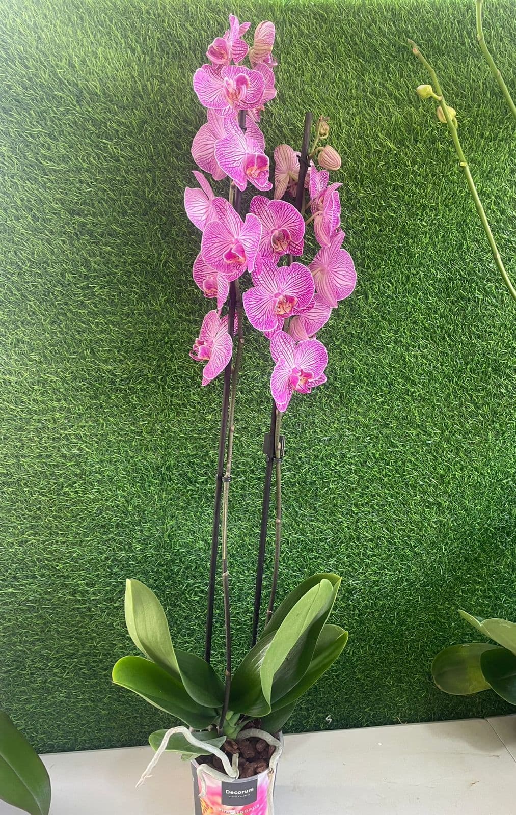 Orquidea Phalaenopsis lavanda claro